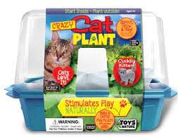 Crazy Cat Plant